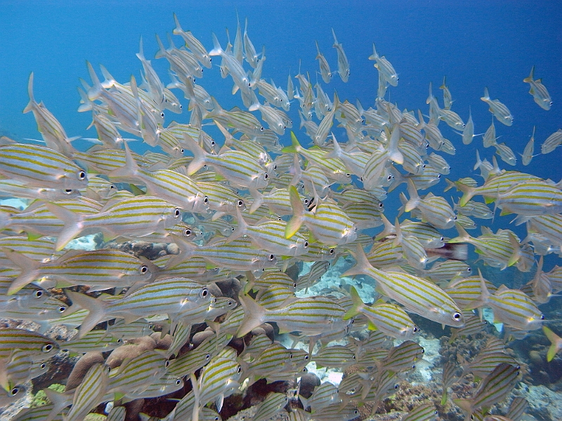 UWBN15-Bonaire Striped Fish 2015